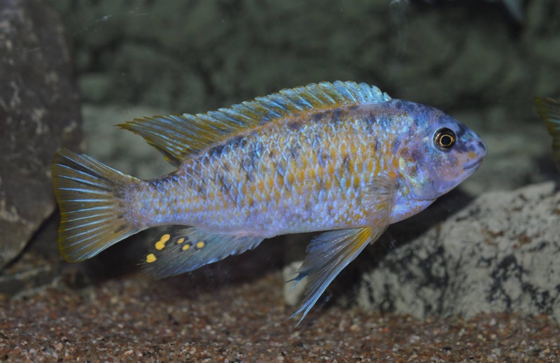 Labeotropheus fuelleborni 'Chinyankwazi Island'
